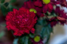 DSC_7183 web.jpg