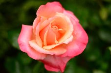 Cream Rose.jpg