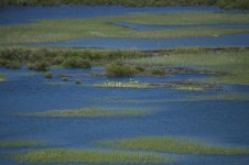 kayaking in the wetlands.jpg