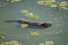 beaver.jpg