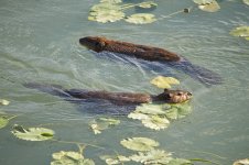 two beavers_edited-1.jpg