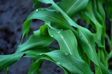 morning corn 900.jpg