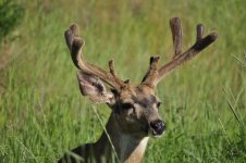 buck closeup.jpg
