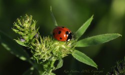 lady on green.jpg