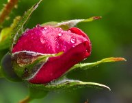 redrose.jpg