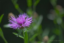 DSC_2976.jpg
