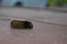 Up close catepillar smaller.jpg