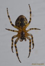 spider.jpg