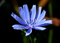 DSC_0198.JPG