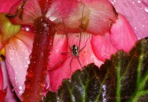 7 legged spider.jpg