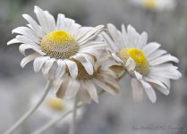 dusty daisies.jpg