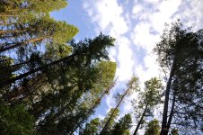 look up.jpg