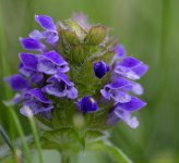 clover flower.jpg