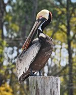 Pelican+on+pole+Item+%2303270810-1028355375-O.jpg