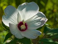 Hibiscus Flower.jpg