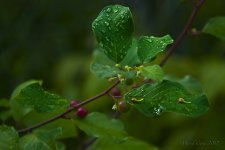 DSC_3008.jpg