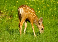 fawn1.jpg