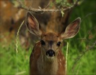 fawn2.jpg