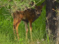 fawn3.jpg