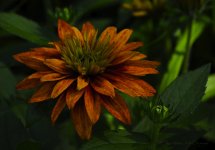 flower1.jpg