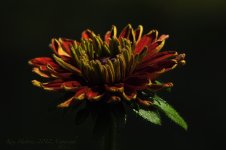 flower2.jpg