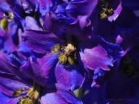 purple flower.jpg