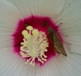 The bug and the blossom..jpg