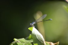 Dragonfly small.jpg