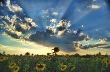Monday's sunflowers2 900.jpg