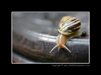 D800-Snail.jpg