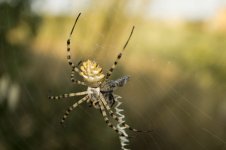 spider_sm.jpg