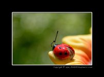 Porcelain-Ladybug.jpg