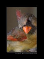 D800-Female-Cardinal.jpg