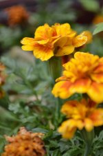 Orange Flower.jpg
