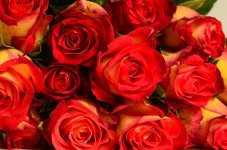 Red Roses.jpg