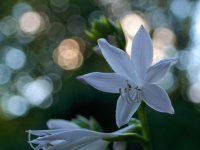 Hosta Blossom.jpg