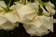 White Yorkshire Roses.jpg