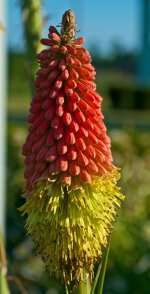 Weird Flower.jpg