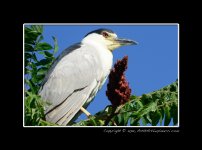 D800-BC-Night-Heron-(5).jpg