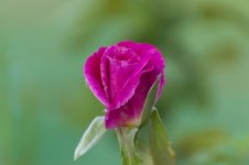 pink rose_sm.jpg
