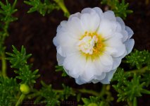 Little White Flower (1280x904).jpg