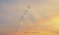 IMG_0001comp.jpg