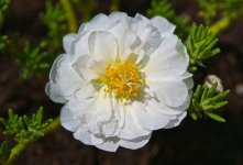 Little White Flower (1).jpg