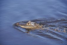 _DSC4544.jpg
