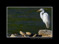 Egret-(2).jpg Egret-(2).jpg