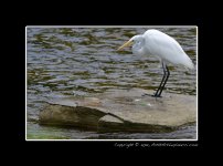 Egret-(4).jpg