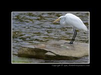 Egret-(4).jpg Egret-(4).jpg