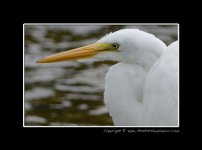 Egret-(5).jpg