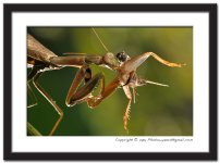 HR-Mantis-(21).jpg