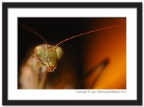 HR-Mantis-(11).jpg